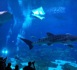 Direkt gegenüber ist das Georgia Aquarium