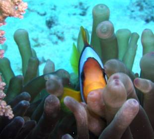 Fische so bunt wie ein Feuerwerk