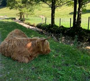 „Merkwürdige“ Rindviecher für Bayern