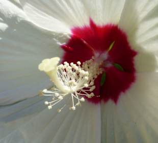 Blumen in der Altstadt