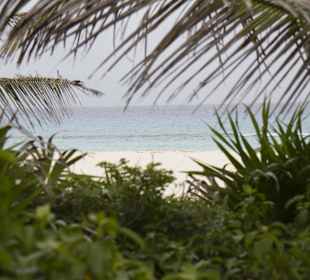 Abseits vom Hotel gibt es eine schöne Vegetation