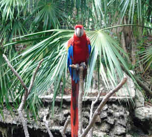 Xaman Ha Bird Park