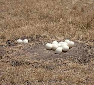 Strausseneier in der Mara