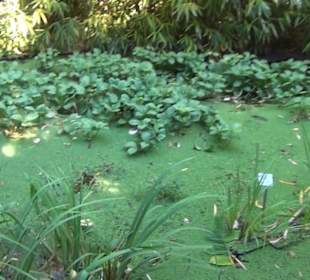 Botanischer Garten