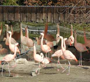 Flamengos
