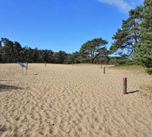 Rundgang durch die Verdener Dünen