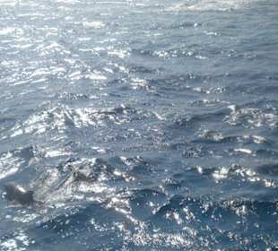 Delphinausflug mit Mohamed