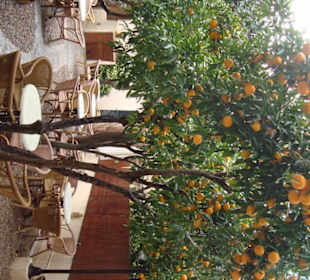 Hübsch angelegter Garten