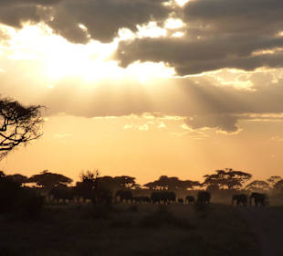 Amboseli