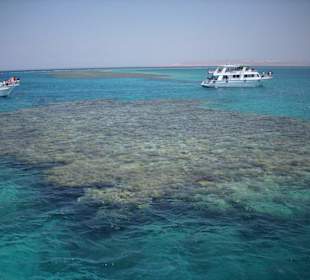 Bei der Delfintour am Riff