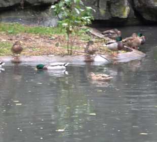 Tierpark 