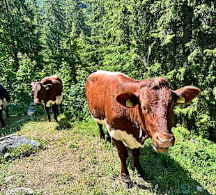 Wandern Schönau am Königssee
