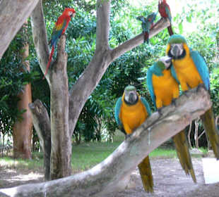 Papageien