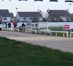 Windhunderennen Tralee