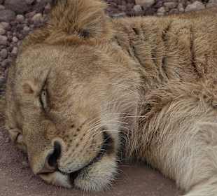 Schläfrig trotz der Jeeps