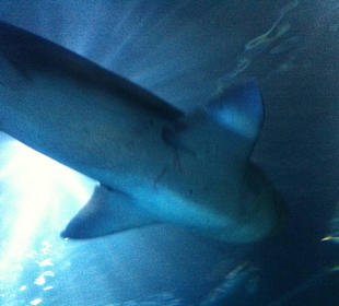 Ups...wie heißt der.. !?