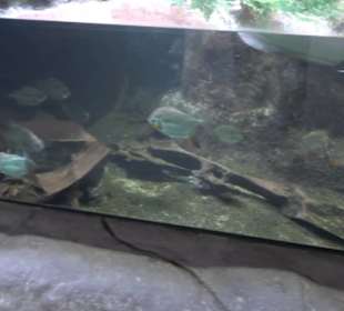Tierpark Hellabrunn - Fische