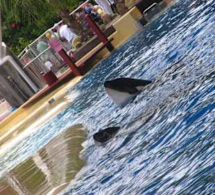Orca Show
