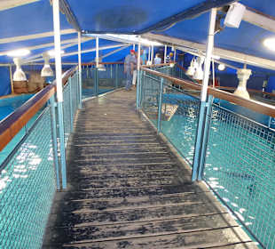 Hier konnte man über die Haie laufen