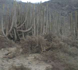 Auf dem Weg nach Cofete