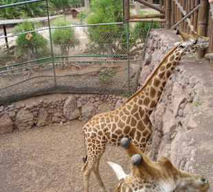 Oasis Park - ein Muss für Naturliebhaber