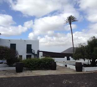 Außenanlage mit der Palme von 1750