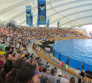 Orca Show