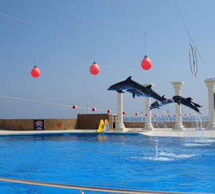 Delfinshow