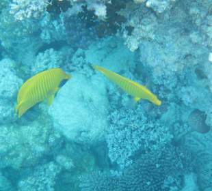 Hausriff Arabia Azur Resort