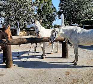 Reittouren Elpida Ranch 