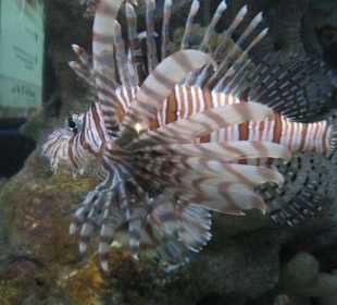 Rotfeuerfisch