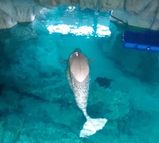 Aquarium / Oceanongrafic