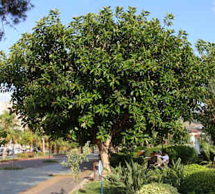 Piękna roślinność przy deptaku