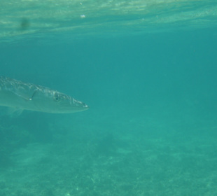 Barracuda in der Lagune