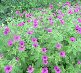 Botanischer Garten Augsburg