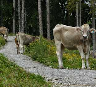 Wanderung durch Weiden und Almen