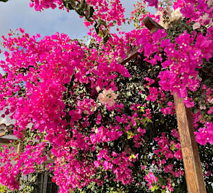 Inselrundfahrt Gran Canaria