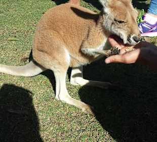 Red kangaroo
