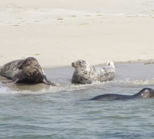 Robben op het strand bij Hollum