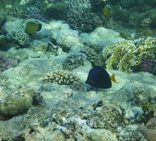 Blauer Segelflossendoktor