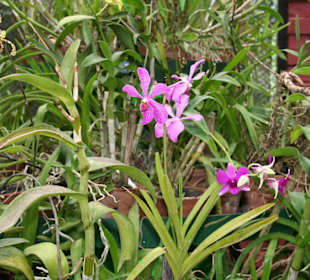 Botanischer Garten Kandy