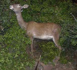 Rundgang durch das Museo della Foca Monaca