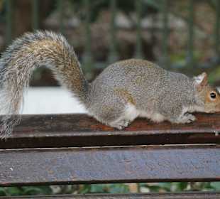 Company Gardens Kapstadt