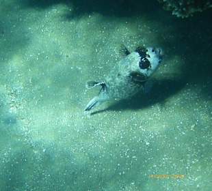 Hausriff am Strand vom Ghazala Gardens