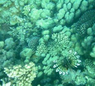 Hausriff des Makadi Palace