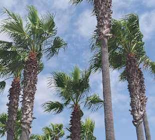 Palmy w Sa Coma