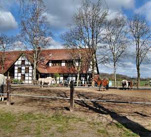 Ponyhof