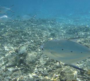 Pomanofisch vor Sister Island