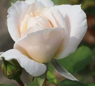 Spaziergang durch den Aachener Stadtgarten