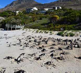 Pinguinkolonie Boulders Beach